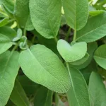 La pianta della salvia