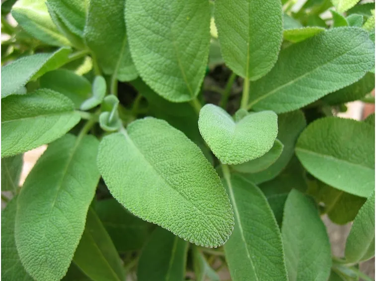 La pianta della salvia