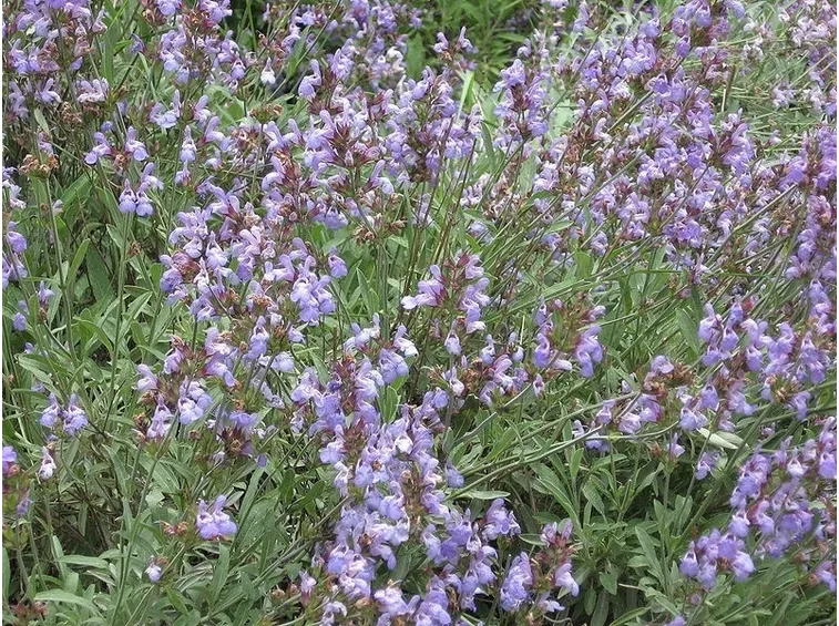 La salvia in fiore