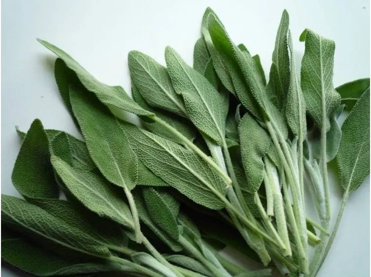 Le foglie della salvia