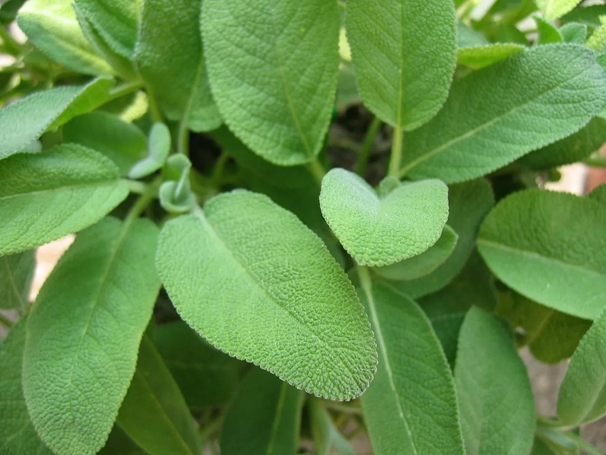La pianta della salvia