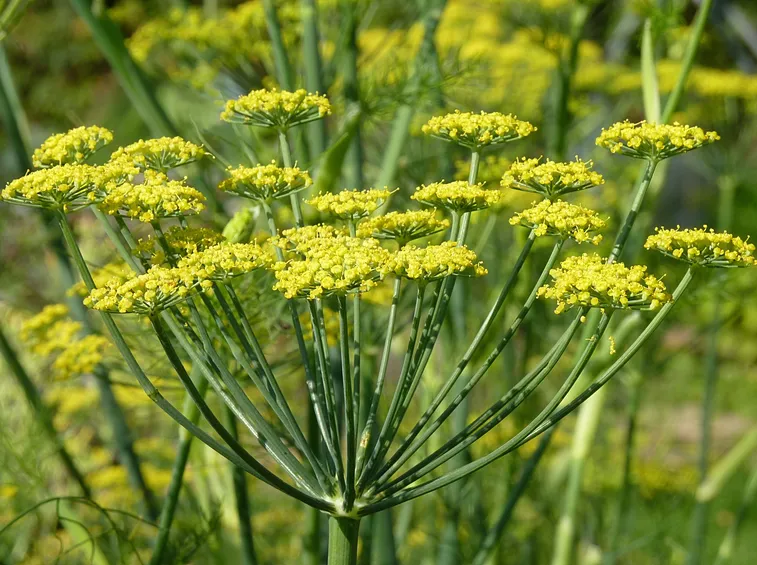Fiori di finocchio
