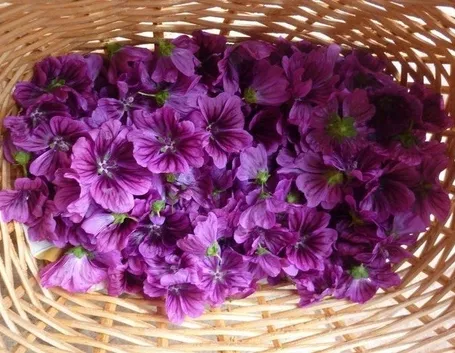 Infuso di malva