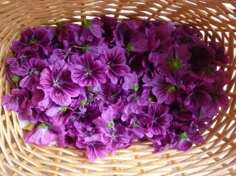 Infuso di malva