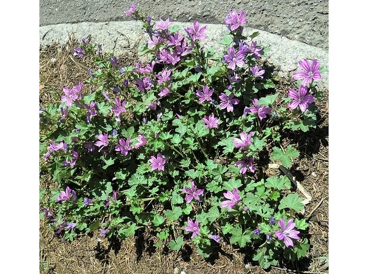 Pianta di malva