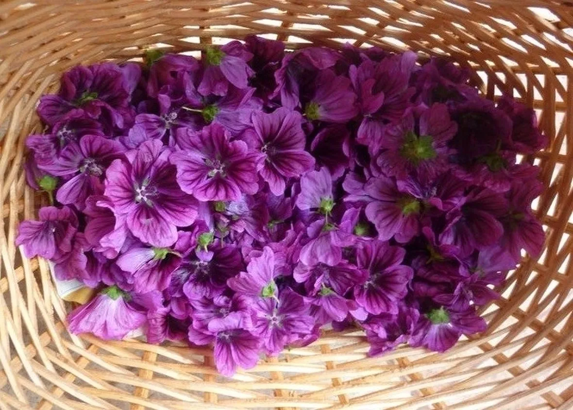 Infuso di malva