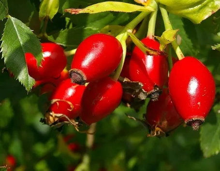 Le bacche rosse della rosa canina, anche chiamate cinorrodi