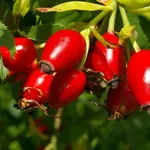 Le bacche rosse della rosa canina, anche chiamate cinorrodi