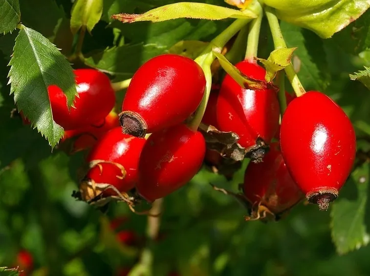 Le bacche rosse della rosa canina, anche chiamate cinorrodi