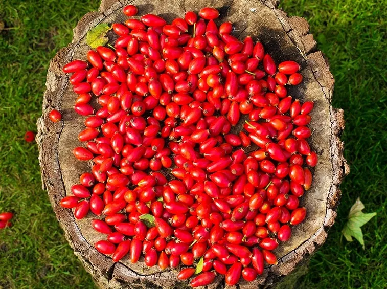 Le bacche essiccate per la preparazione dell'infuso di rosa canina