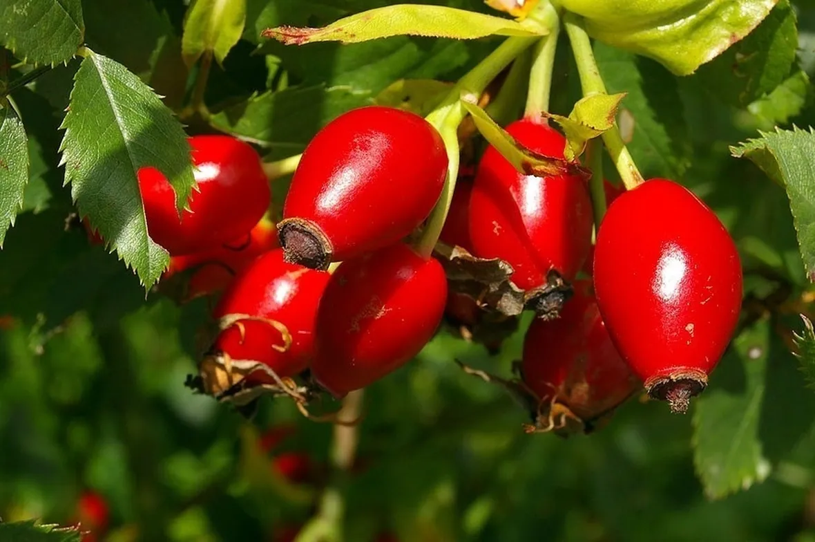 Le bacche rosse della rosa canina, anche chiamate cinorrodi
