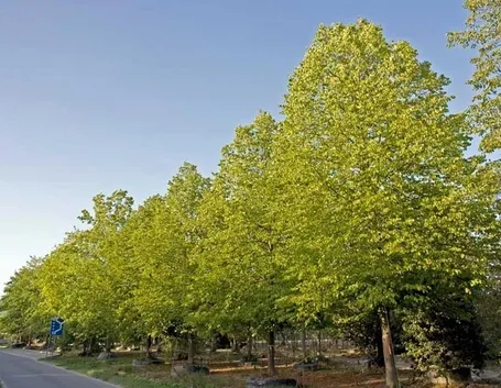 alberi di tiglio in fila