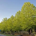 alberi di tiglio in fila