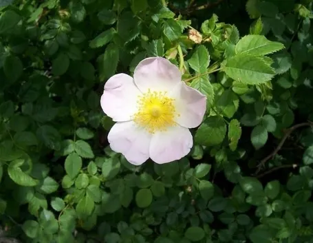 Fiore di rosa canina