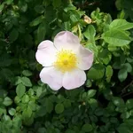 Fiore di rosa canina