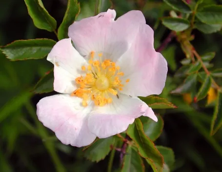 Fiore di rosa canina