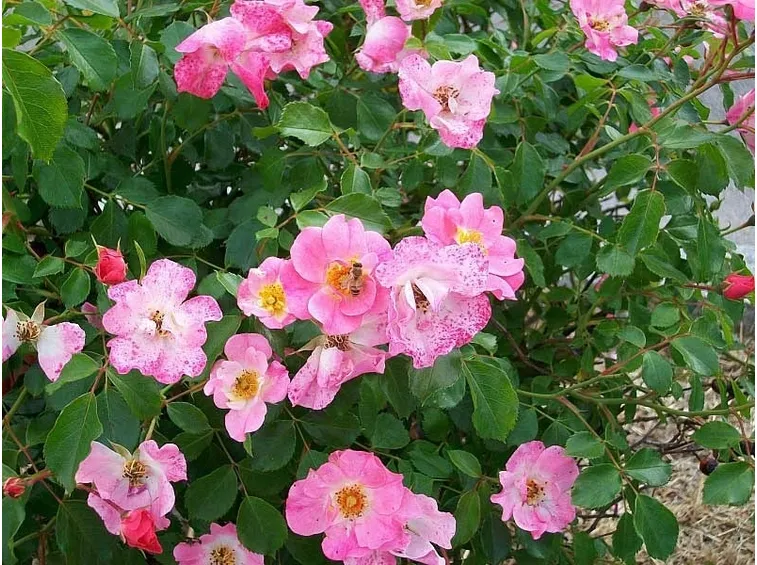 Arbusto di rosa canina