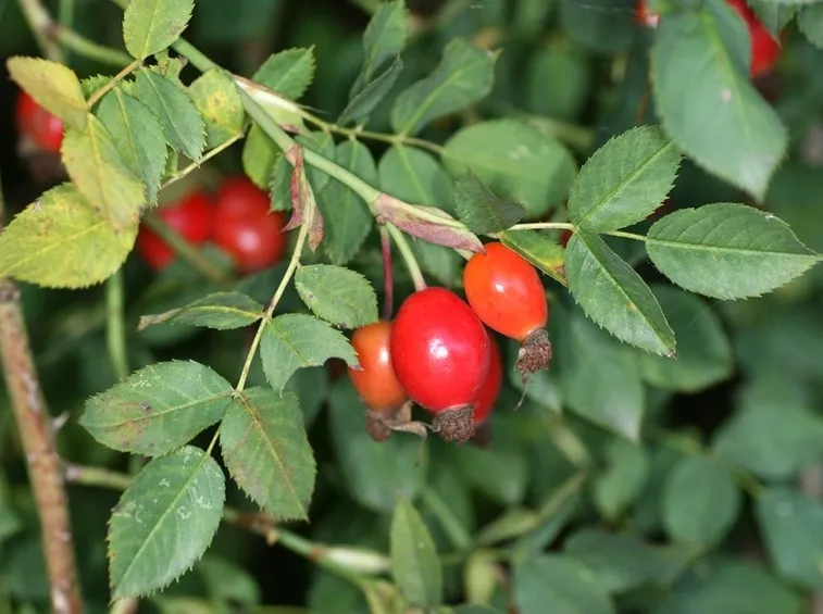 Bacche di rosa canina