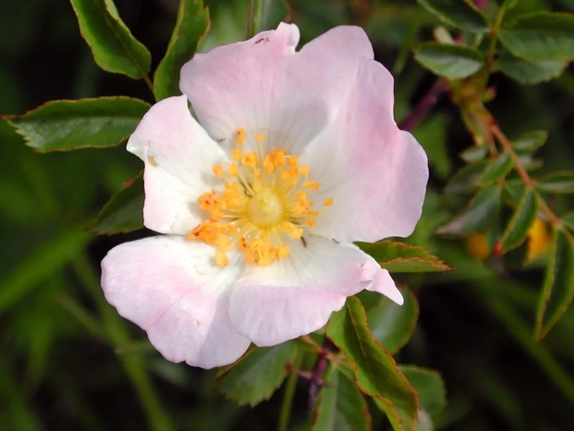 Fiore di rosa canina