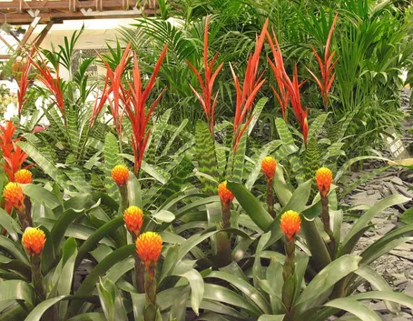 piante di zenzero sul balcone