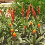 piante di zenzero sul balcone
