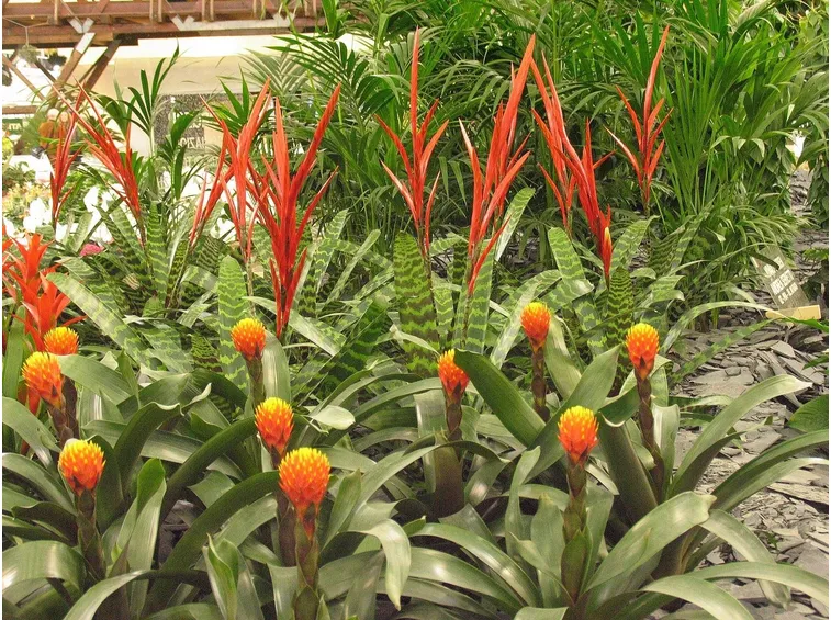 piante di zenzero sul balcone