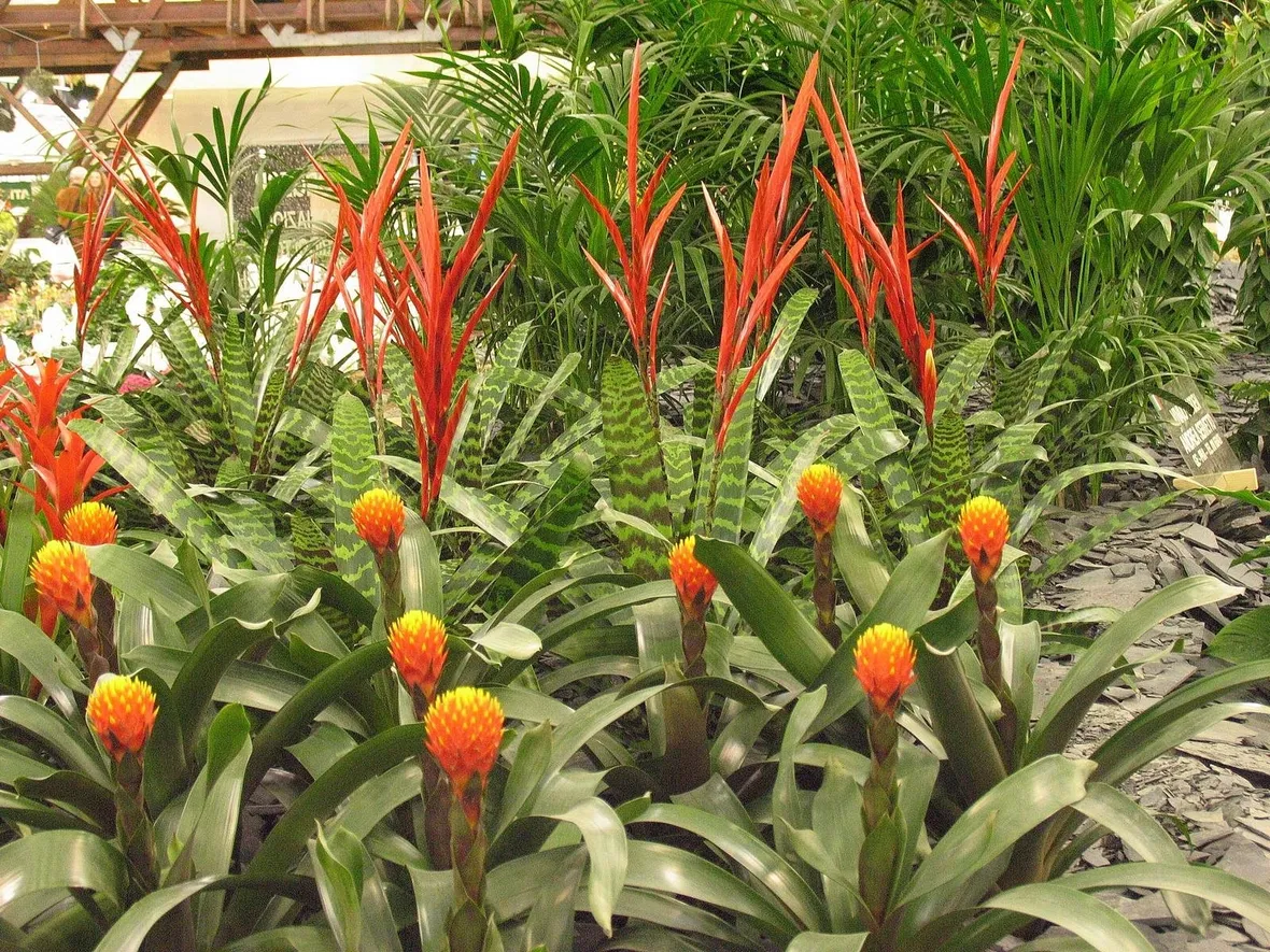 piante di zenzero sul balcone