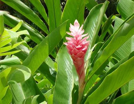 Pianta di zenzero