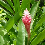 Pianta di zenzero
