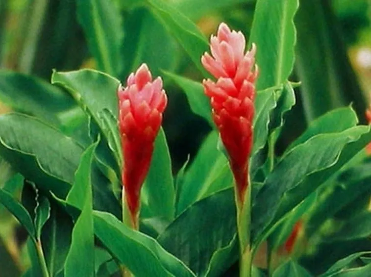 fiore di zenzero particolare