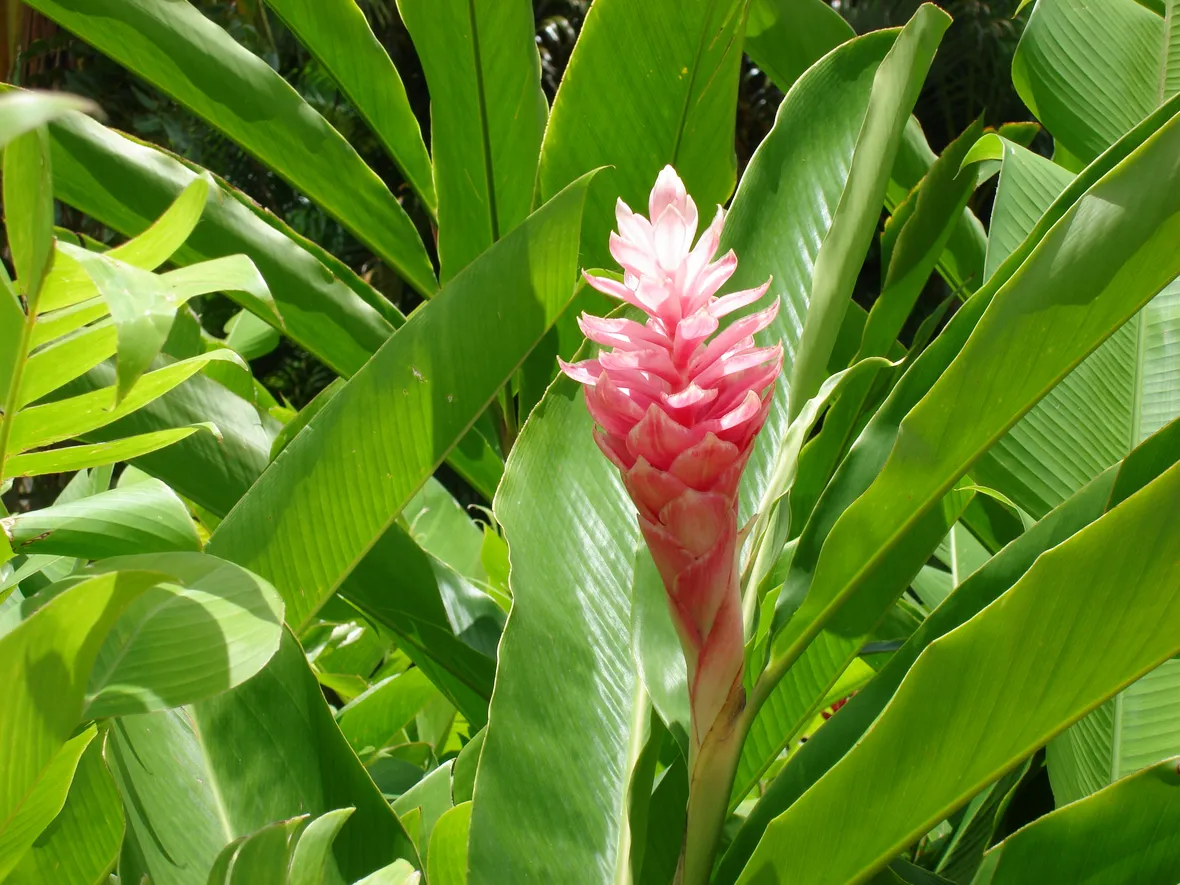 Pianta di zenzero
