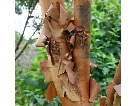 Albero della cannella