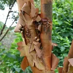 Albero della cannella
