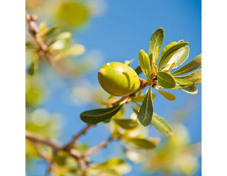 Mandorla dell'Argania spinosa