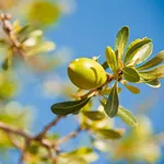Mandorla dell'Argania spinosa