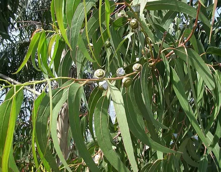 Foglie di eucalipto (Eucalyptus globulus)
