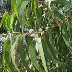 Foglie di eucalipto (Eucalyptus globulus)