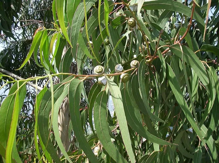 Foglie di eucalipto (Eucalyptus globulus)