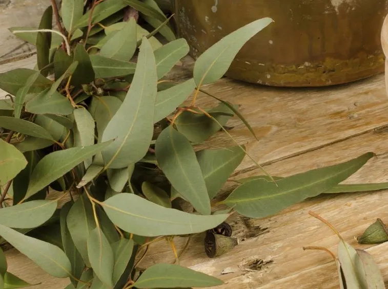 Foglie di eucalipto (Eucalyptus globulus)