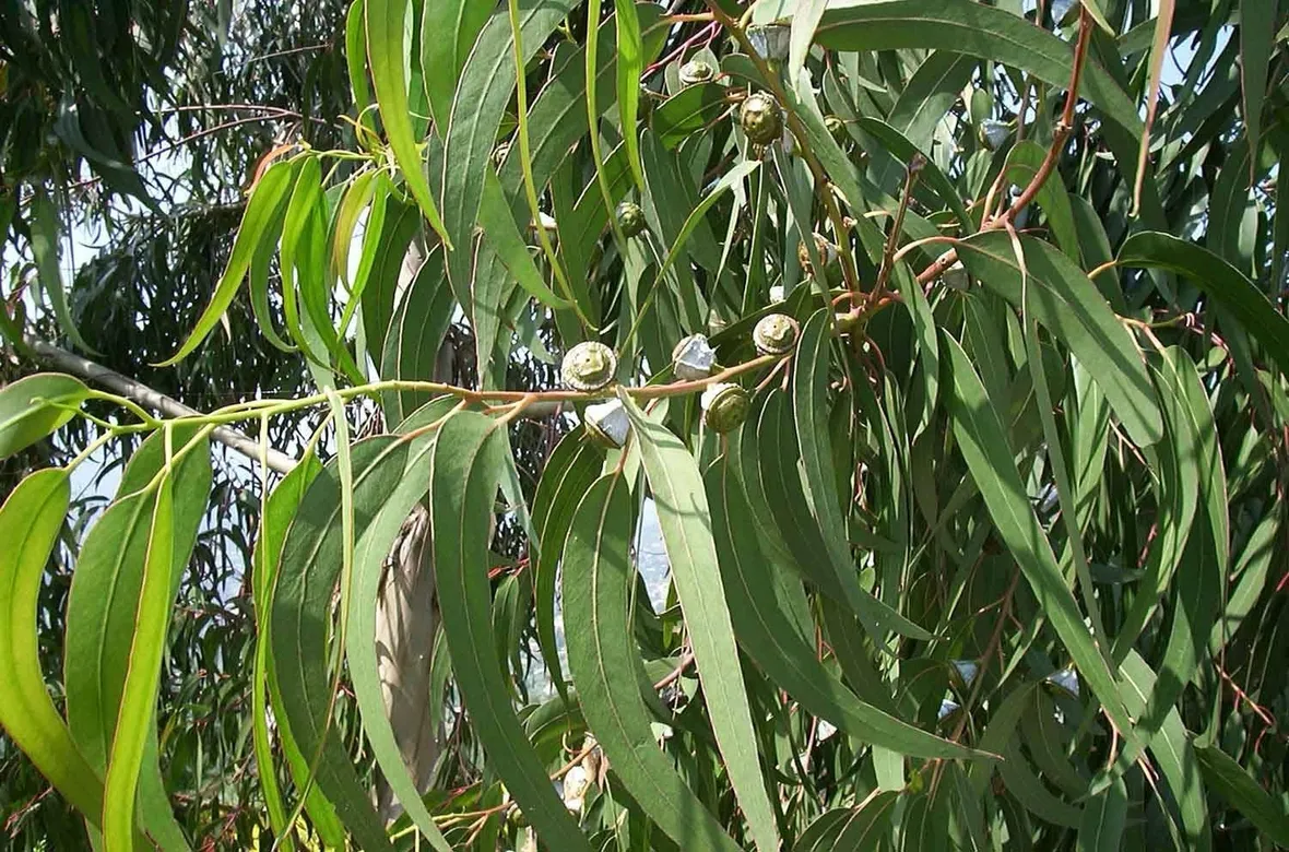 Foglie di eucalipto (Eucalyptus globulus)