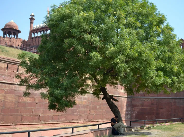 Albero di neem