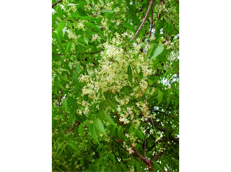 Foglie e fiori di neem