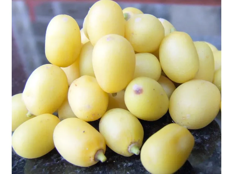 Frutti di neem, dal quale si estrae il famoso olio