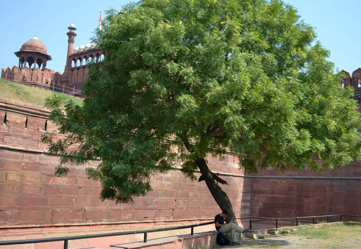Albero di neem