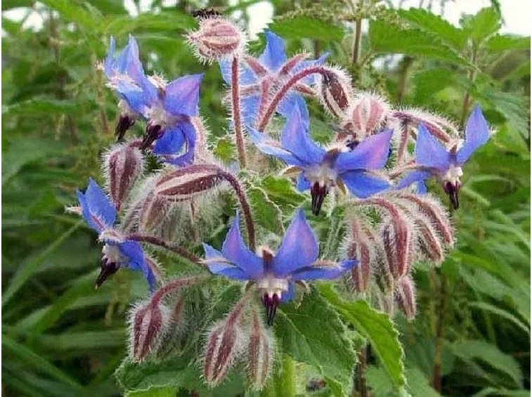 pianta di borragine