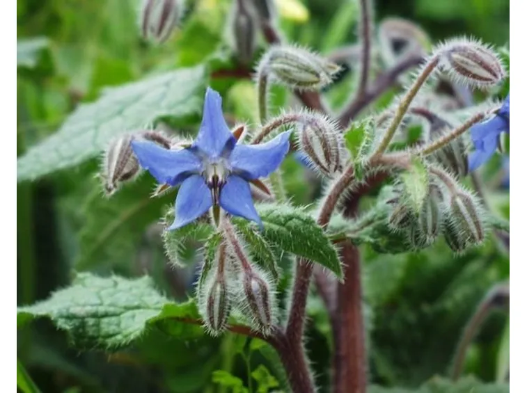 pianta di borragine nell'orto