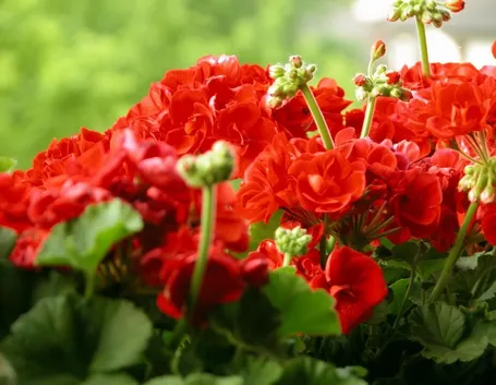 piante di geranio rosso
