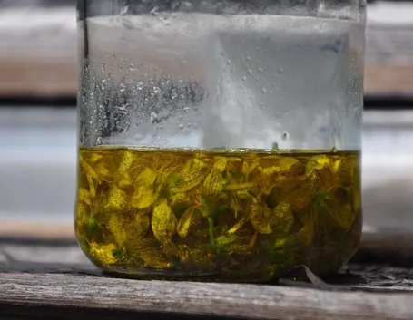 preparazione olio iperico