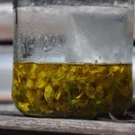 preparazione olio iperico