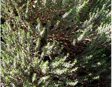 pianta d'origano